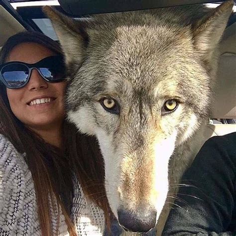 A Bad Dog Owner Dumped This Wolf Dog At A Kill Shelter