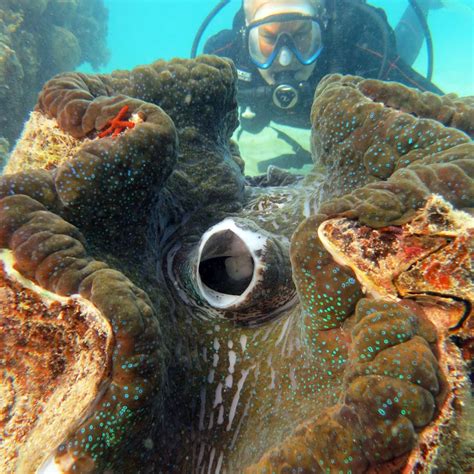 How The Great Barrier Reefs Iconic Great Eight Species Mate