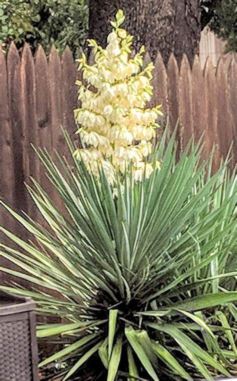 Yucca Bloom Overnight The Other Random Yucca Plants Are Just Hanging