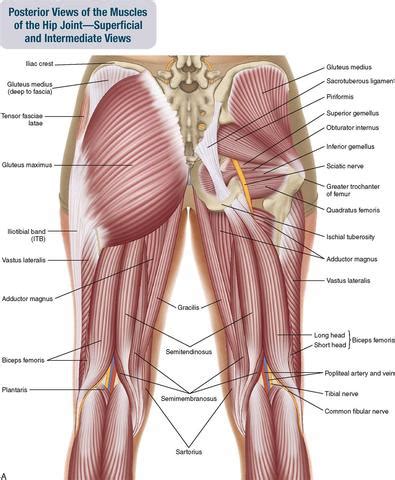 But all too frequently they receive inadequate guidance from their physicians about possible causes and about how to relieve it in a lasting way. Buttock Muscles Anatomy - Anatomy Drawing Diagram
