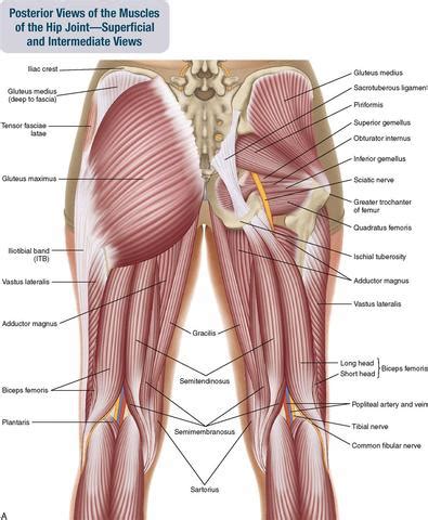 Extension and lateral rotation at the hip. The Science 'Behind' the Butt - P.volve