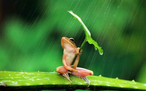 Download Amphibian Rain Leaf Frog Animal Tree Frog Wallpaper