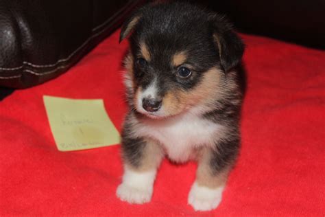 When someone is breeding puppies or breeding kittens, they are creating new dogs and cats who so rather than buying a dog or puppy for sale from a dog breeder or buying a cat or kitten for sale. Corgi puppies~JULY - Thorssen Quarter Horses ~Bagley, MN~