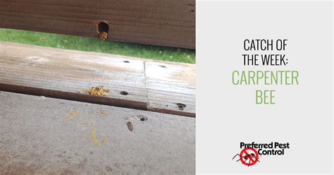 Female carpenter bees will chew a tunnel into a piece of wood to build a nest. Catch of the Week: Carpenter Bees in Des Moines