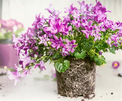 Per questo fiore, saranno necessari due quadrati di carta da origami di 15 cm x 15 cm e del nastro. La Campanula Porpora Della Campana Fiorisce Su Fondo Di ...