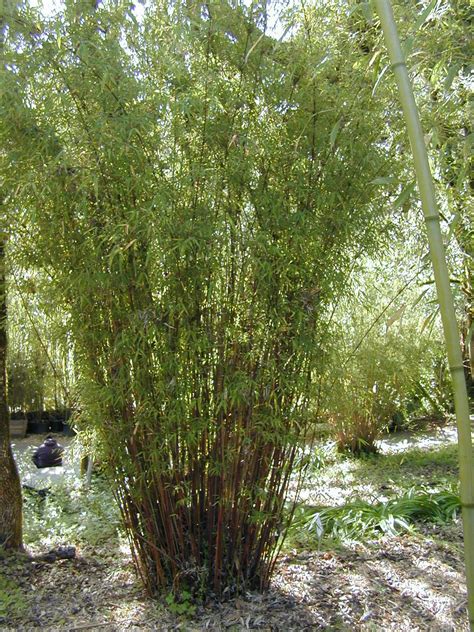 Bamboo sourcery nursery & gardens. How to Keep Bamboo from Spreading! - Bamboo Sourcery ...
