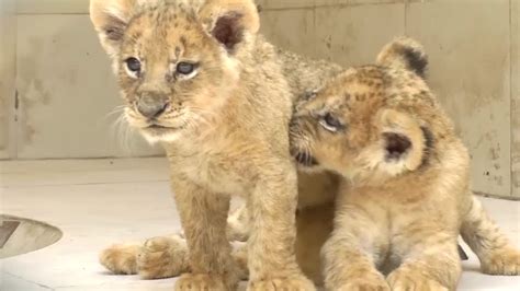 Lion Cubs Draw Crowds At Pakistan Zoo