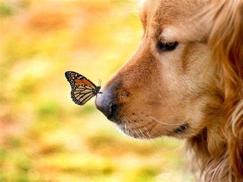 3d, nature, holidays, animated, etc. Free Dog Screensavers and Wallpaper - WallpaperSafari