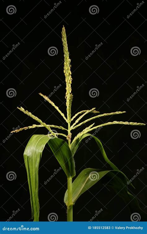 Maize Zea Mays Male Inflorescence Closeup Stock Image Image Of