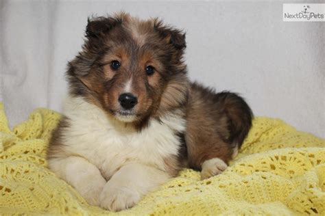 These lively, affectionate, and loving corgipoo puppies are a cross between a pembroke welsh corgi and a poodle. Shetland Sheepdog - Sheltie puppy for sale near Grand ...
