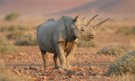 انقراض وحيد القرن الأبيض بعد أن عاشت سلالته على مدار 55 مليون سنة، وذلك برحيل آخر واحد منه اليوم والذي يدعى «سودان»، رغم كل الجهود المبذولة للحفاظ على نسله، ومنها تخصيص. صور ومعلومات عن وحيد القرن | المرسال