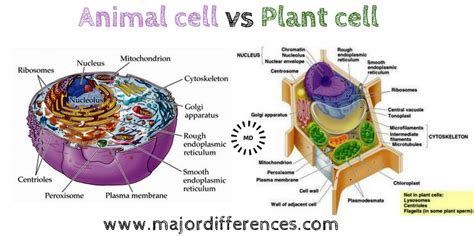 One of the biggest differences between a plant and an animal. Difference Between Plant cell and Animal Cell (Plant cell ...