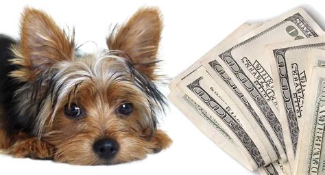 We did not find results for: How Much Is A Yorkshire Terrier Puppy - Costs Of Raising A ...