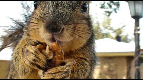 Very Close Hd Of Squirrel Eating Nuts Youtube