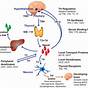 Thyroid Hormone Synthesis Flow Chart