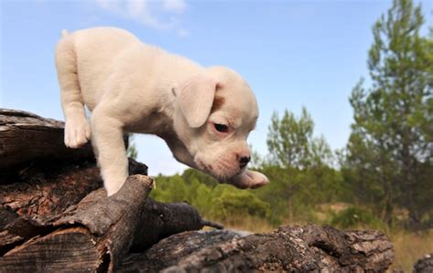 Boxer Filhote De Cachorro Branco Foto Premium