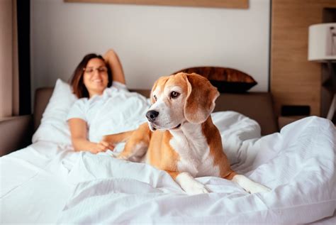 9 Tips Para Una Estancia Perfecta En Un Hotel Pet Friendly Pets Life