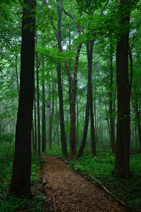 Tall Forest Trees Photograph By Nikki Mcinnes