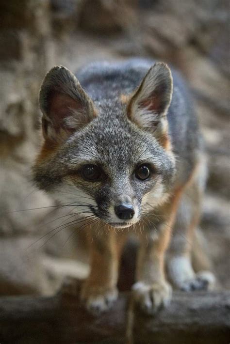 Gray Foxes Wiki Furry Amino