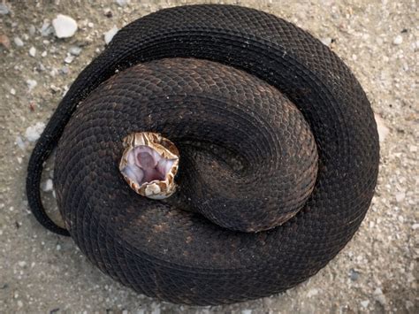 The Difference Between A Copperhead And A Cottonmouth American Oceans
