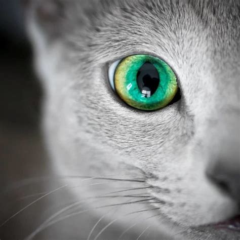 These Adorable Russian Blue Cats Have The Most Mesmerizing Eyes