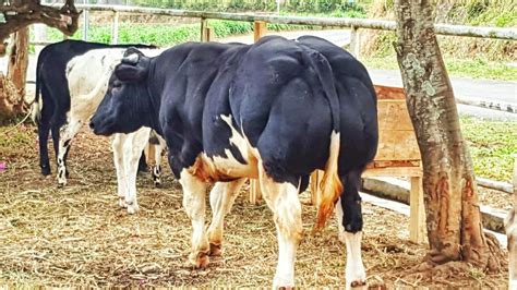 Belgian blue beef outclasses all other beef breed in carcass yield (up to 80%). Belgian Blue, Sapi yang Wow