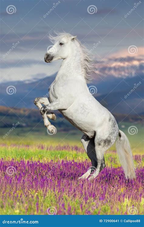 Horse In Motion Stock Image Image Of Farm Pasture Grey 72900641