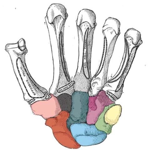 Anatomy Carpal Bones L Hand Diagram Quizlet
