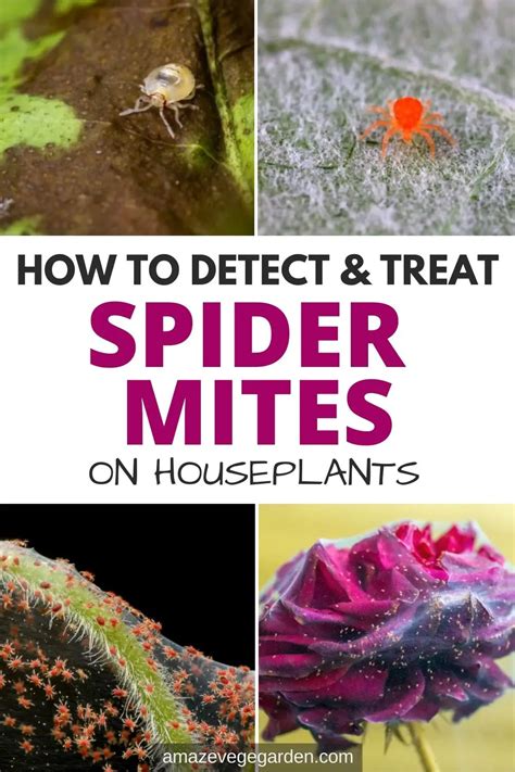 How To Detect And Treat Spider Mites On Houseplants Amaze Vege Garden
