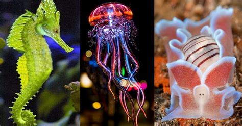 9 Of The Coolest Marine Creatures Uberly Environmental