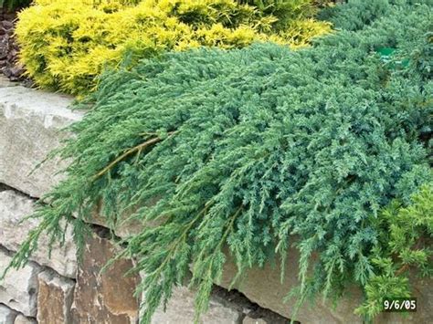 Juniperus Blue Carpet Creeping Conifer 6 Pot Hello Hello Plants