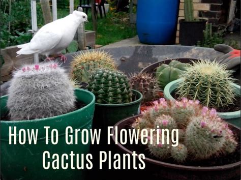 How To Grow And Propagate Flowering Cactus Plants Dengarden