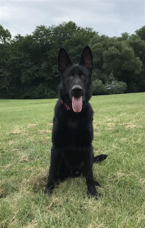 My 9 Month Old Black Gsd My Best Friend Rgermanshepherds