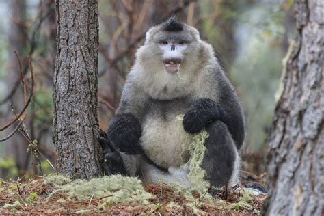 Tonkin Snub Nosed Monkey Status Critically Endangered Range