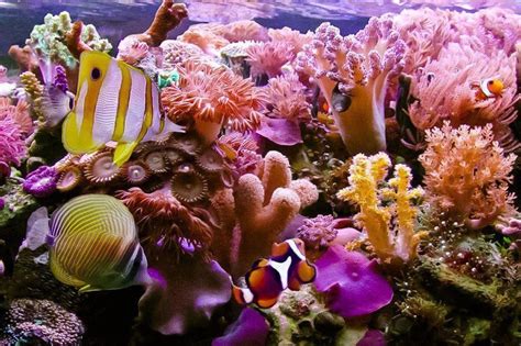 Hawaii Coral Reef Under The Sea Pinterest