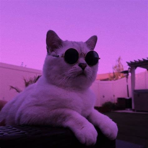 Cat With Sunglasses Pfp All Things About Pets