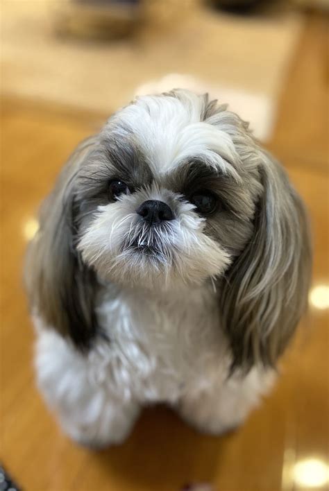 Newborn black shih tzu puppy. my furbaby Sean | Cute puppies, Cute dogs, Shitzu puppies