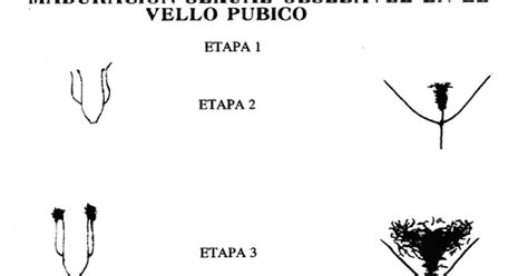 Glosario Adolescente Vello P Bico