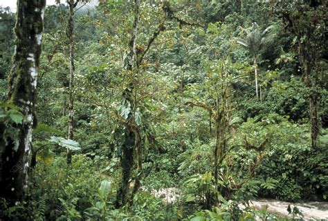 Rainforest Stock Image E6400462 Science Photo Library