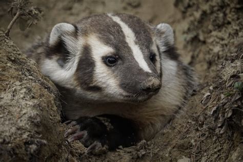 About Us Endangered American Badgers In British Columbia