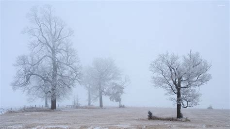Winter Morning Fog Wallpaper Photography Wallpapers 16858