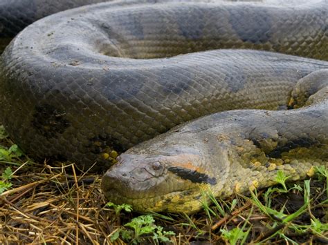 World Longest Snake