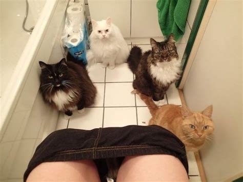 20 More Cheeky Cats Disrespecting Peoples Personal Space We Love