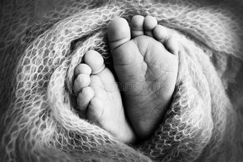 Soft Feet Of A Newborn In A Blancket Close Up Of Toes Heels And Feet