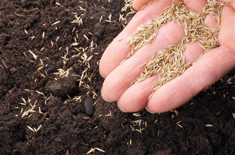 We carry the same products as professionals use and we will teach you how to apply them. What Kind of Grass Seed is Best? - Tomlinson Bomberger