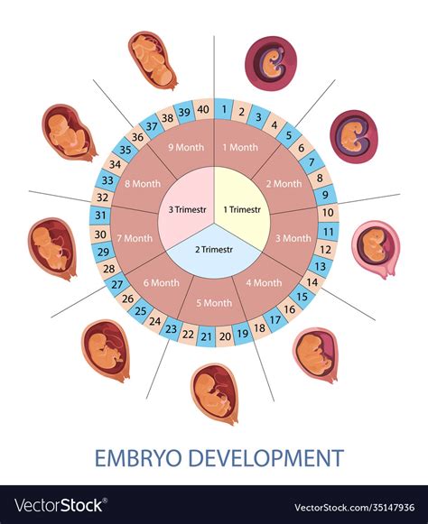 Stages Human Embryo Development Royalty Free Vector Image