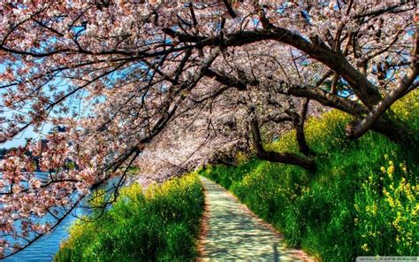 Spring Japan Wallpapers Top Free Spring Japan Backgrounds