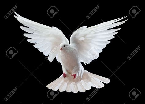 A Free Flying White Dove Isolated On A Black Background White Doves