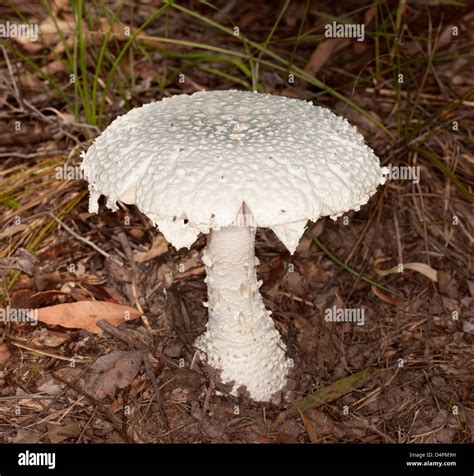 White Toadstool With Decorative Pimpled Surface Amanita Species Stock
