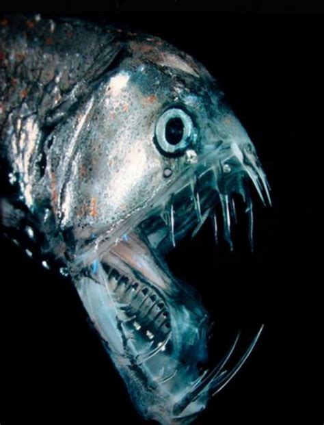 Anything is allowed, just be respectful! 19 Creatures An Underwater Camera Captured At Deepest ...